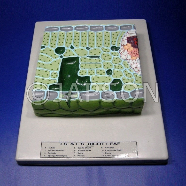 Model, T. S. Dicot Leaf Model, T. S. Dicot Leaf